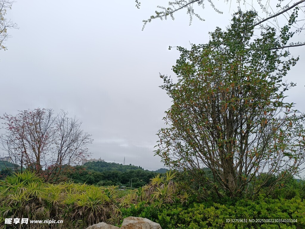 野外綠植與樹(shù)木景觀