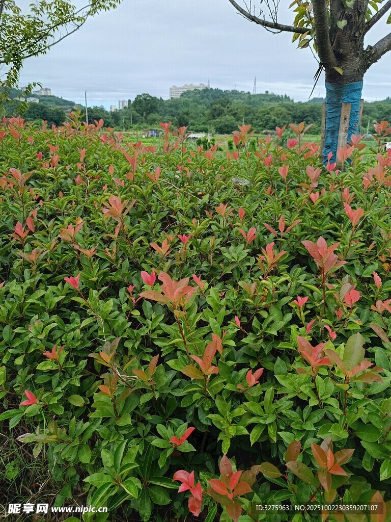 多彩花叢中的繁茂綠植
