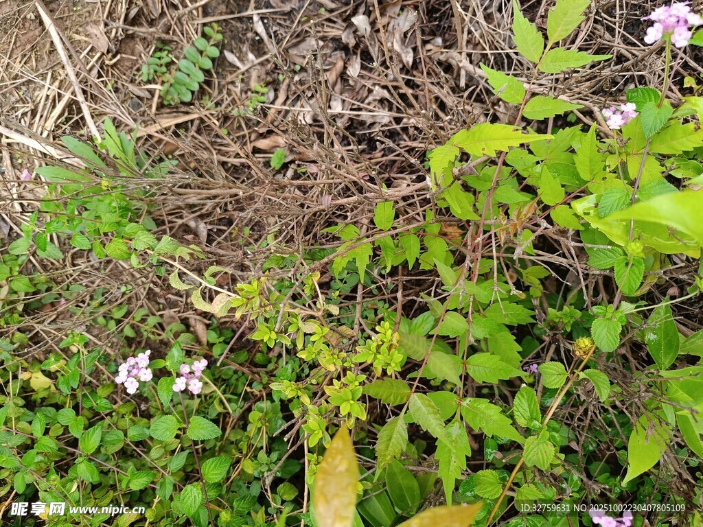 地面繁茂的野生植物景觀