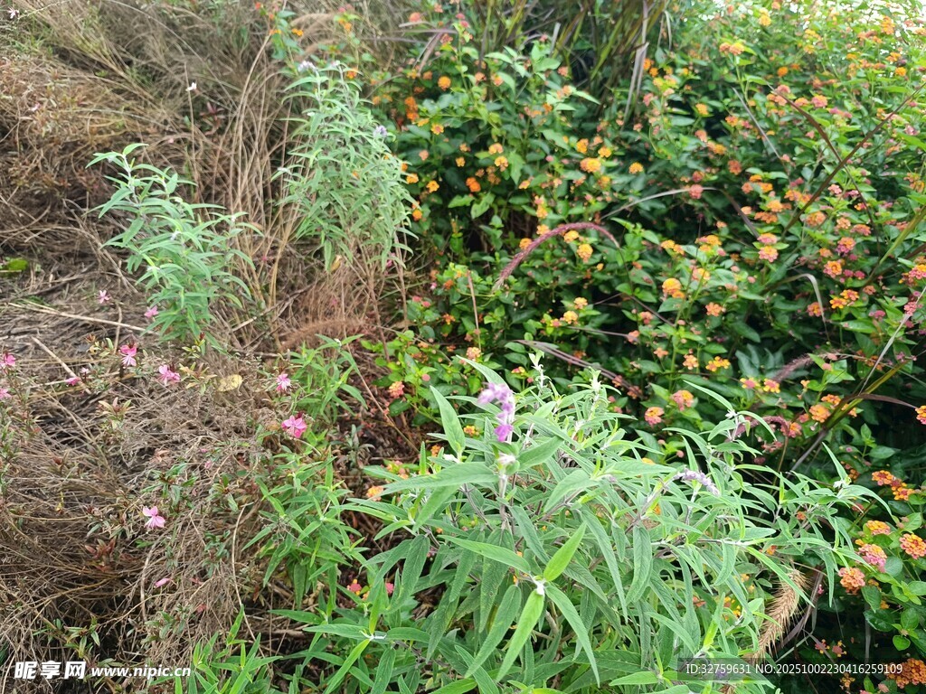 野外繁茂的綠植景觀(guān)