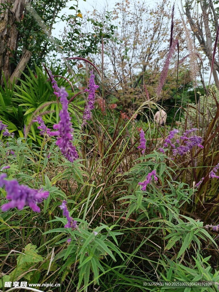 紫色花卉植物景觀