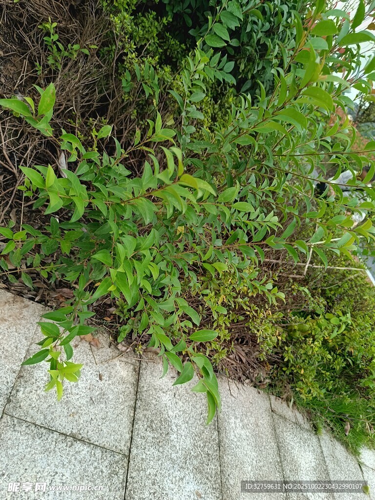 路邊生長(zhǎng)的綠色植物