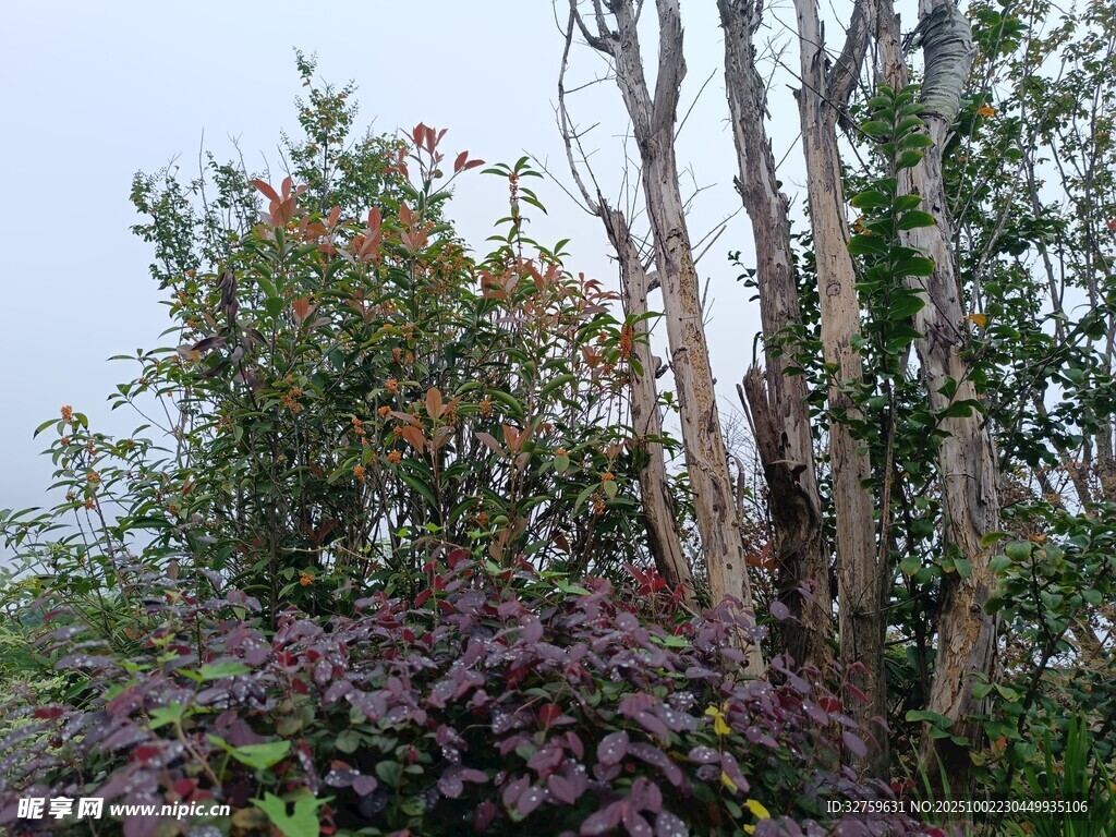 繁茂植物景觀