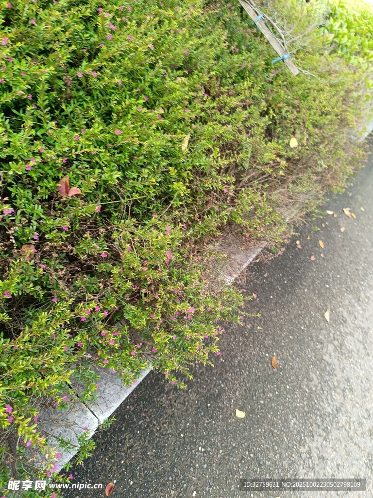 路邊繁茂綠植景象