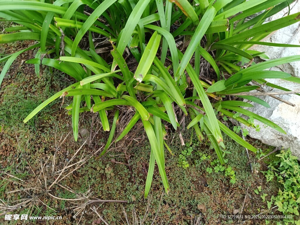 翠綠叢生的新鮮草本植物
