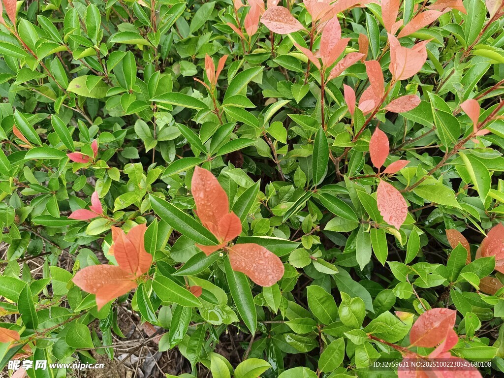 綠葉間的粉紅花葉景觀