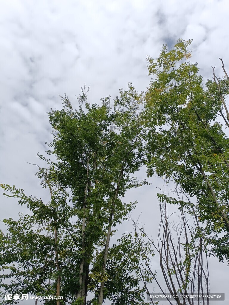 天空下的蔥郁樹木