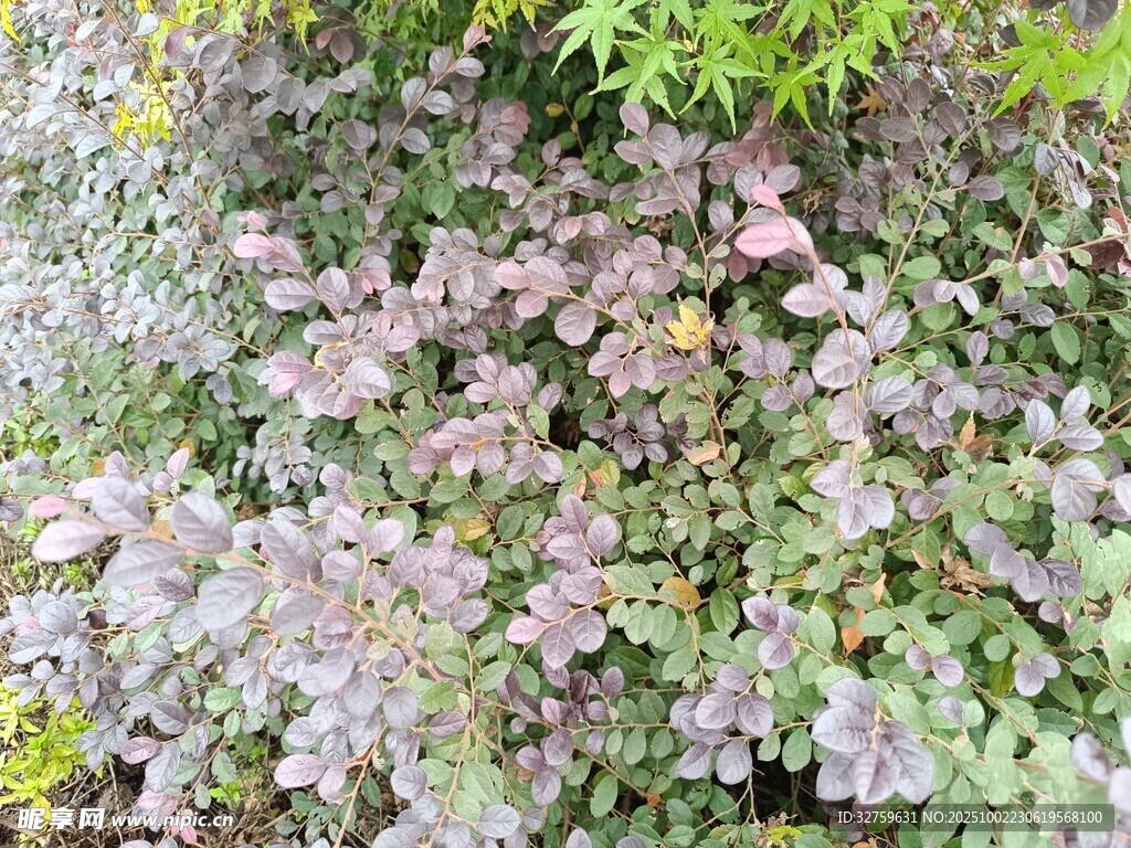 紫色葉片植物特寫