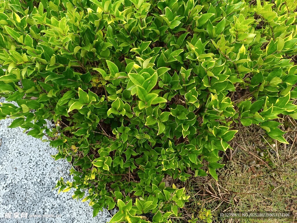 翠綠灌木叢近景