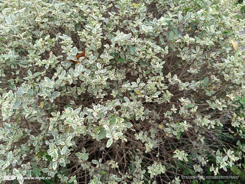 白色花卉植物特寫