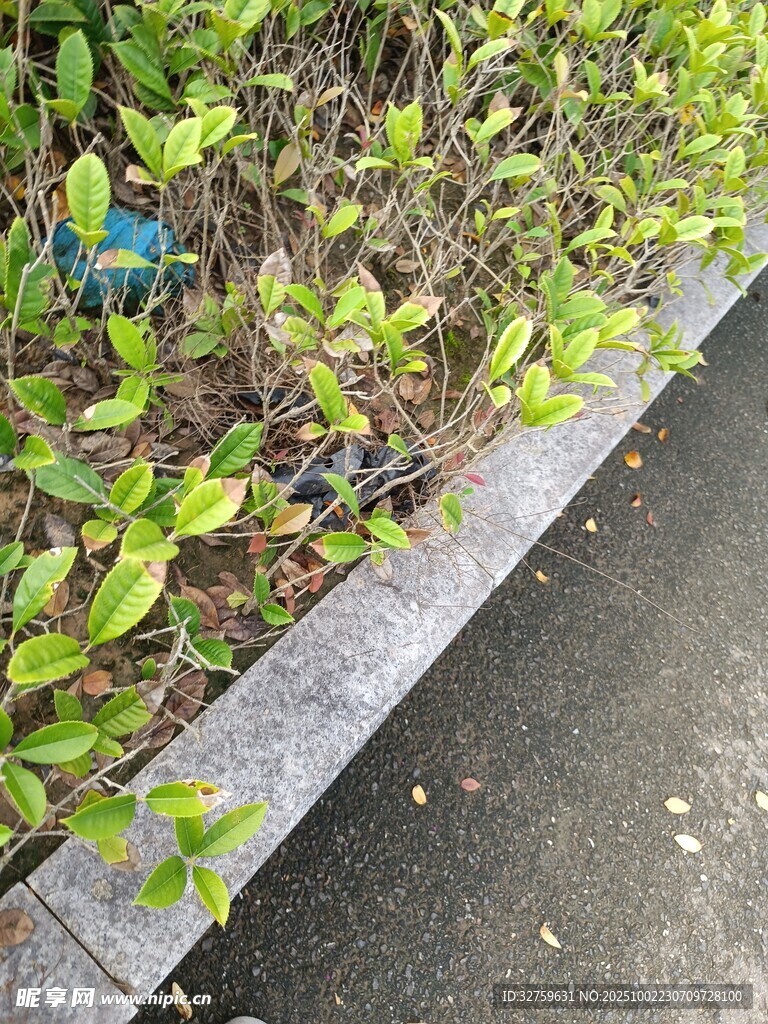 路邊綠植中的彩色物件