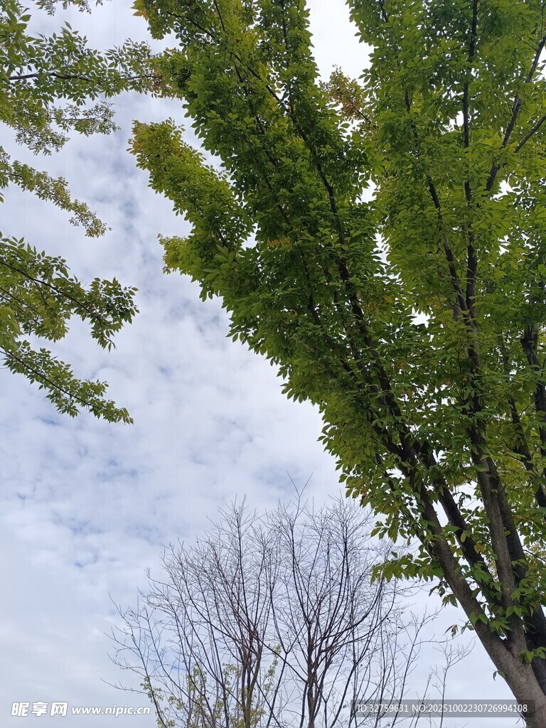 仰視綠樹與光禿樹枝