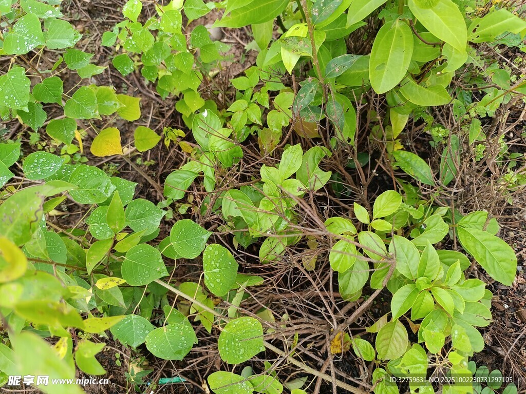 綠葉叢生的植物景觀