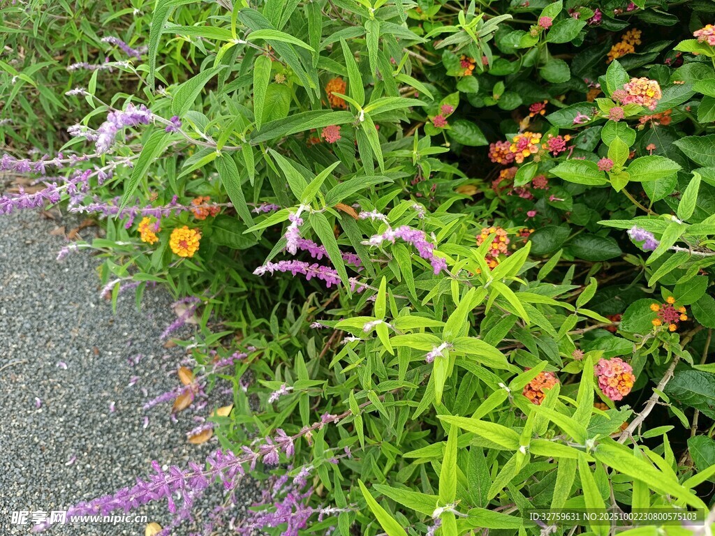 路邊多彩花卉綠植景觀