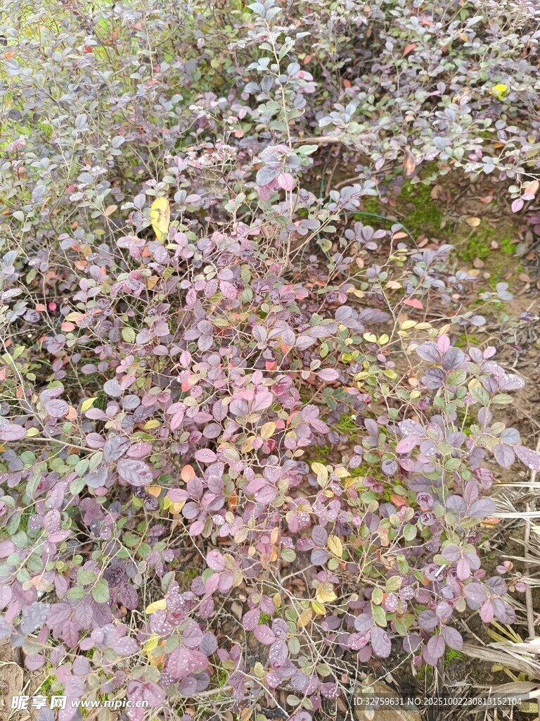 多彩枝葉植物景觀