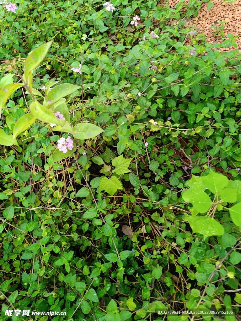 綠意盎然的植物景觀