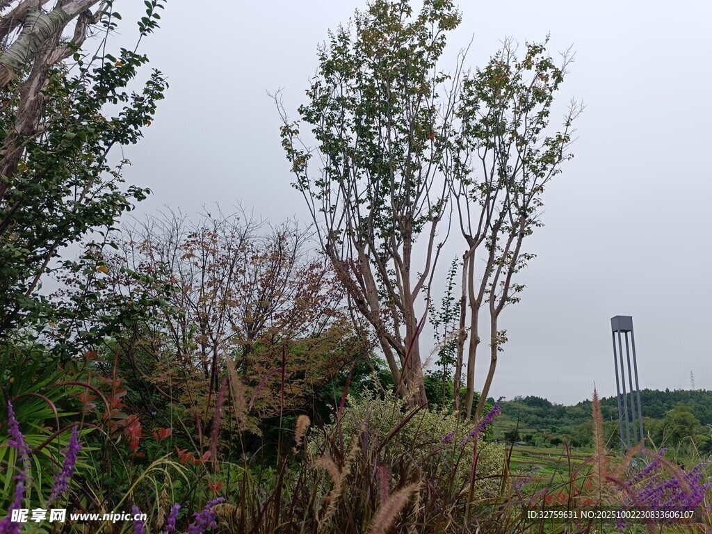 野外繁茂植被與遠(yuǎn)處高塔