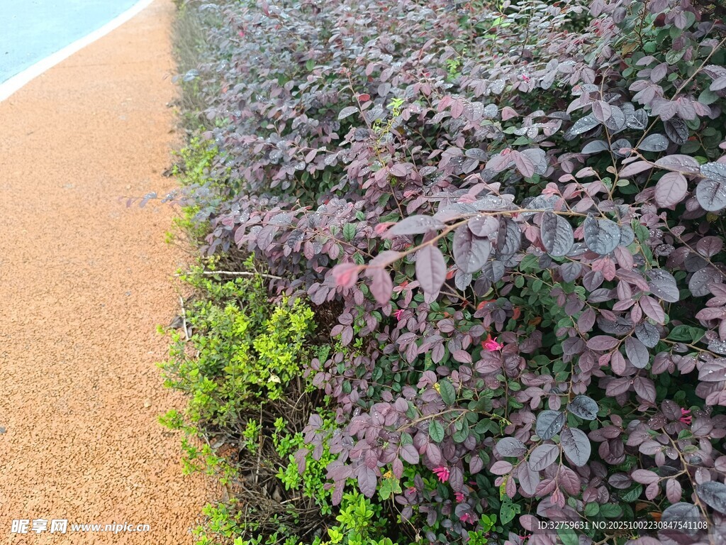 路邊紫葉植物景觀