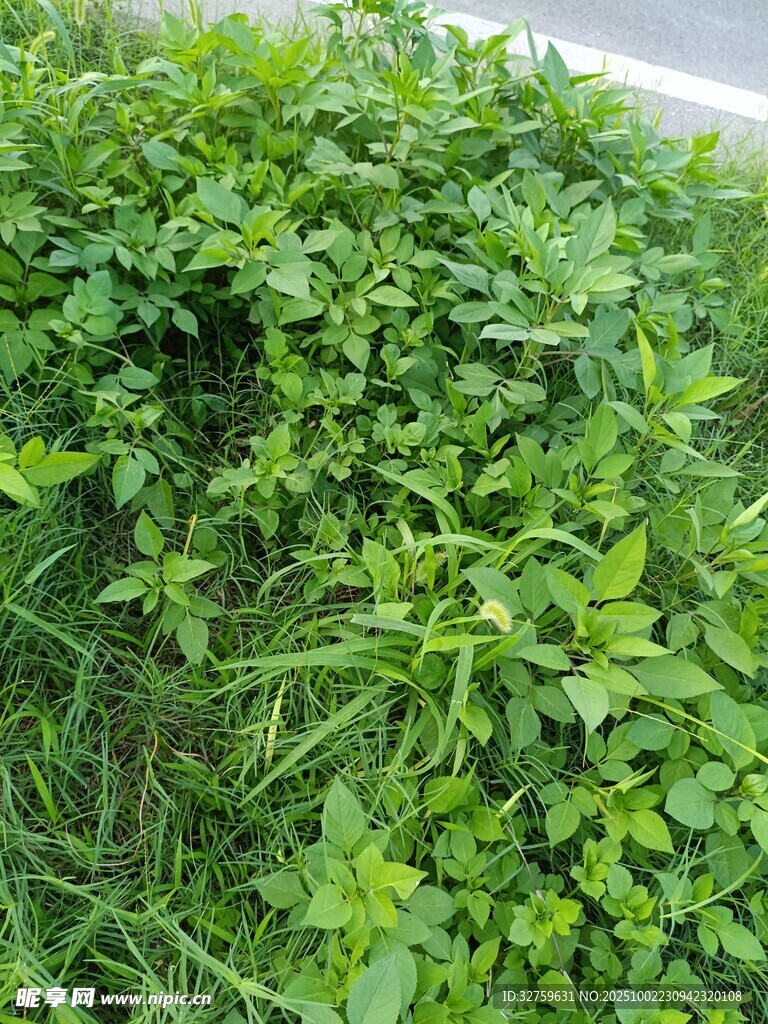 路邊茂盛的綠色植物