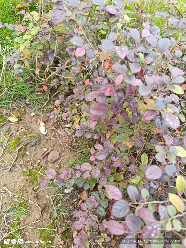 紫色葉片植物特寫