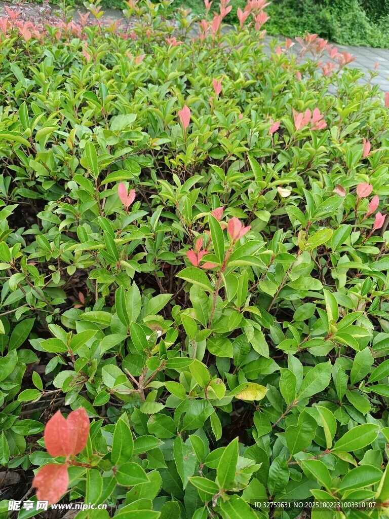 綠葉叢中點(diǎn)點(diǎn)紅的植物
