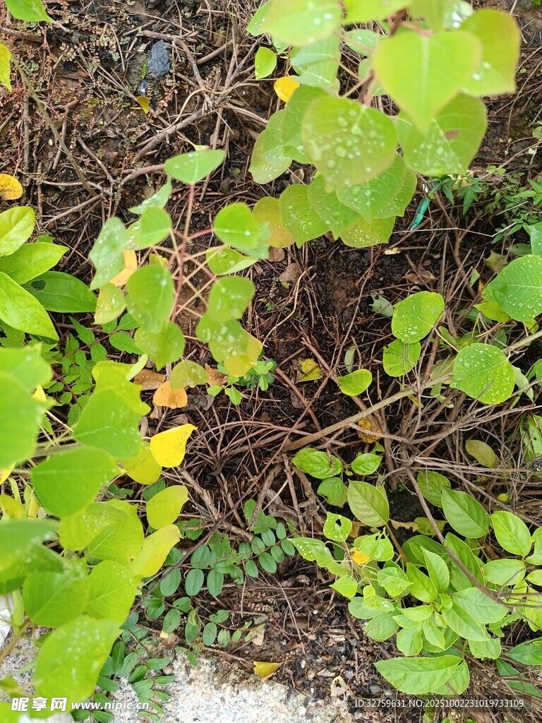 地面上的綠色植物與藤蔓