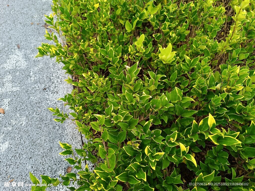翠綠灌木叢近景