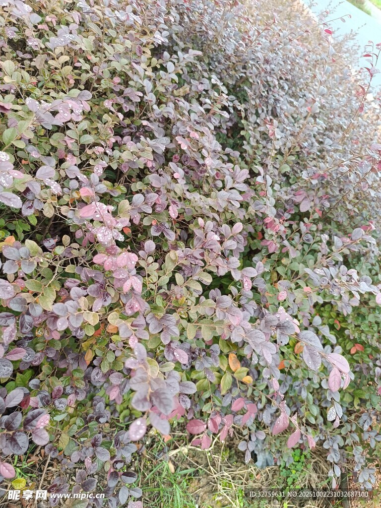 多彩斑斕的繁茂植物景觀