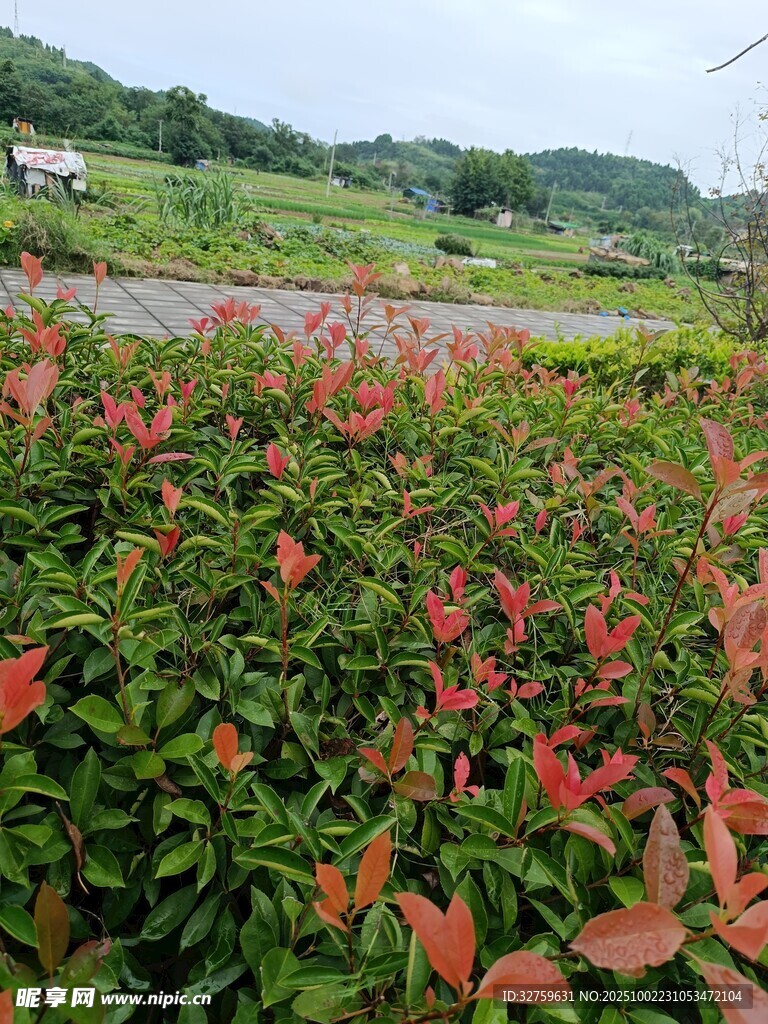 艷麗花叢點(diǎn)綴綠色田野