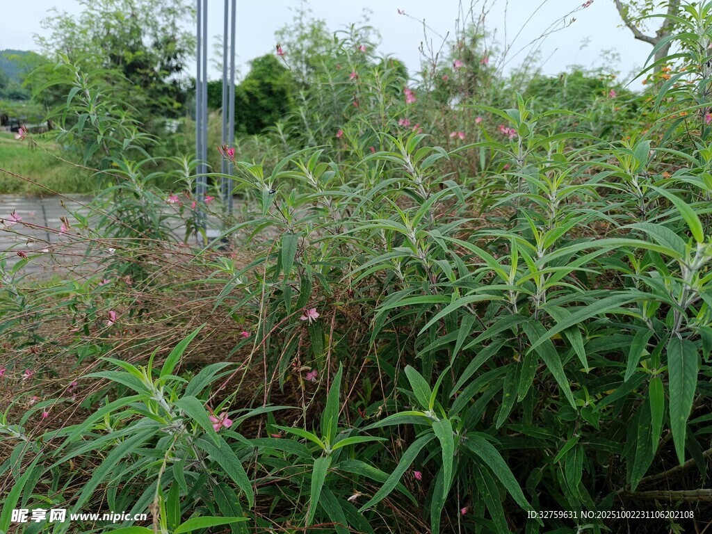 野外繁茂的綠色植物景象