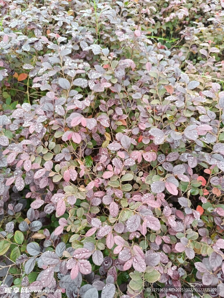 多彩葉片植物景觀