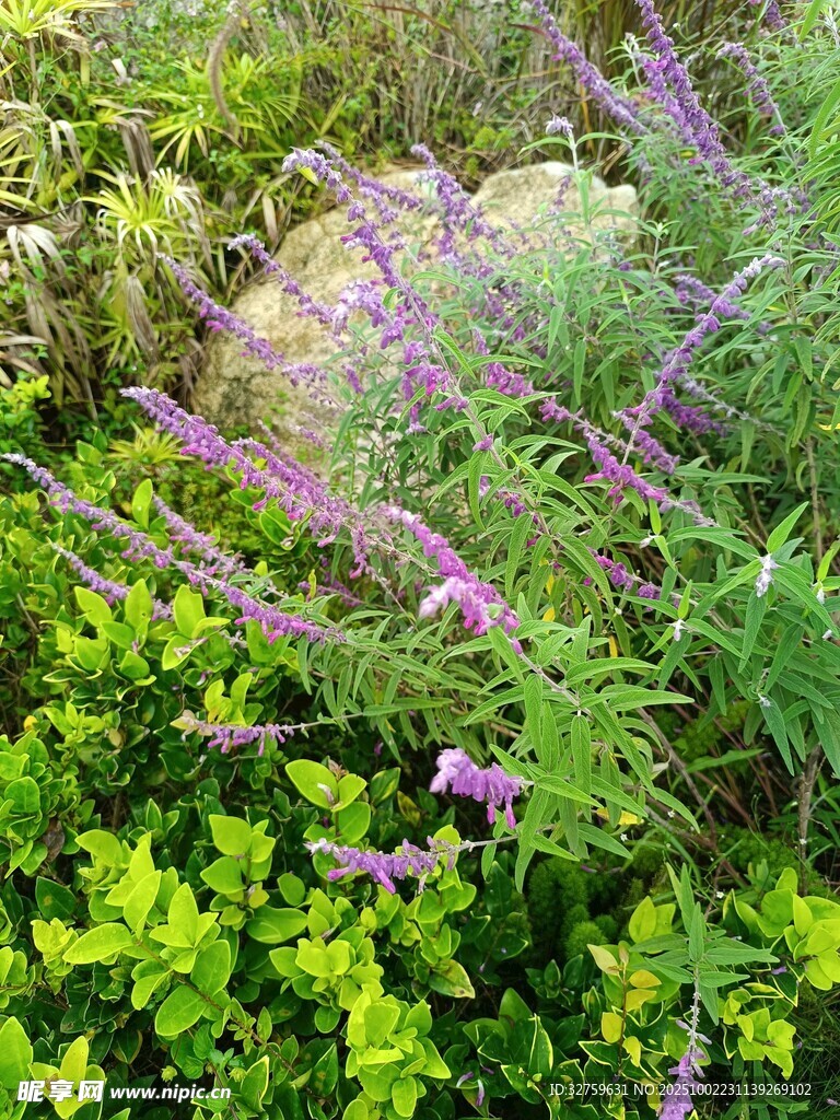 繁茂綠植中的紫色花卉