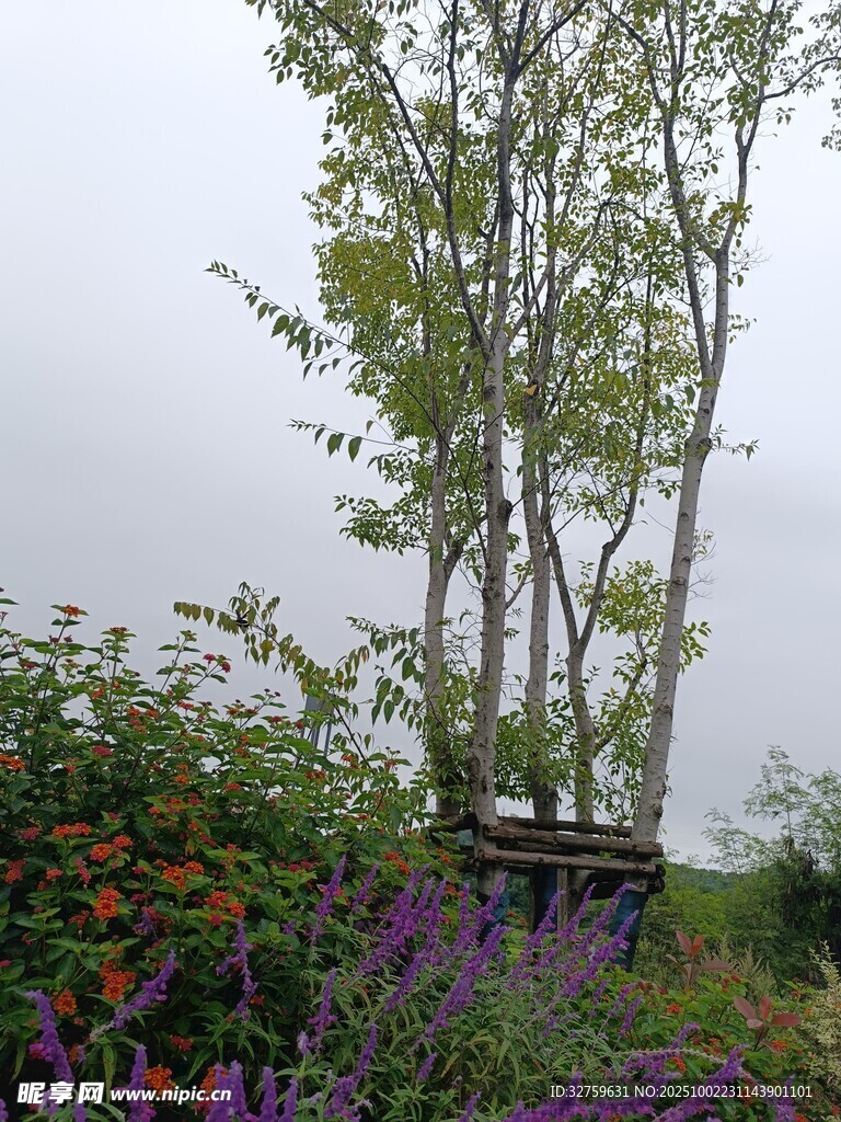 花園中的樹木與多彩花卉