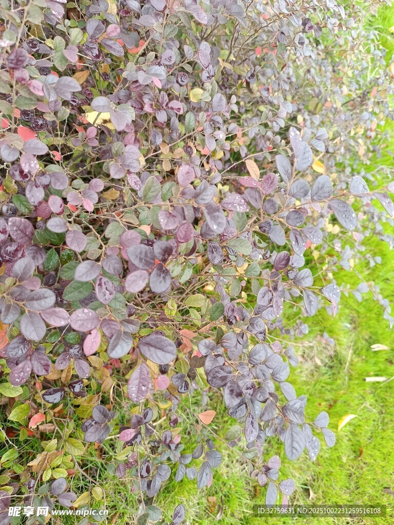 紫色繁花盛開的美麗景象