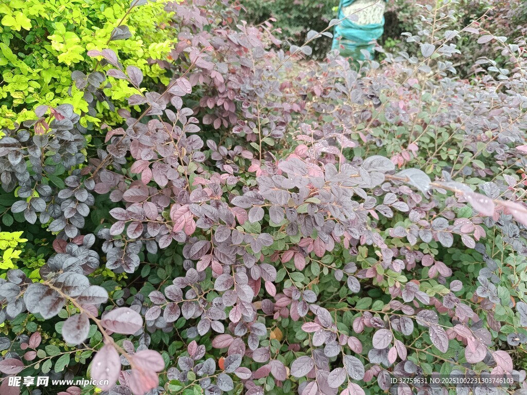 多彩植物景觀
