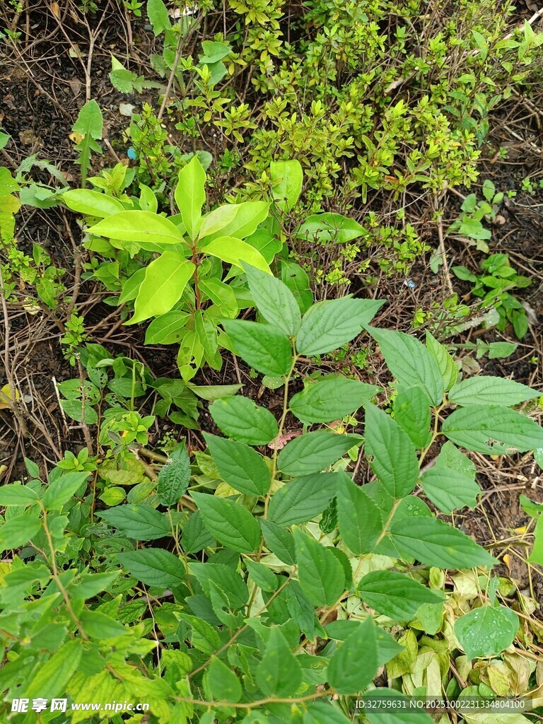 綠葉繁茂的野生植物景觀