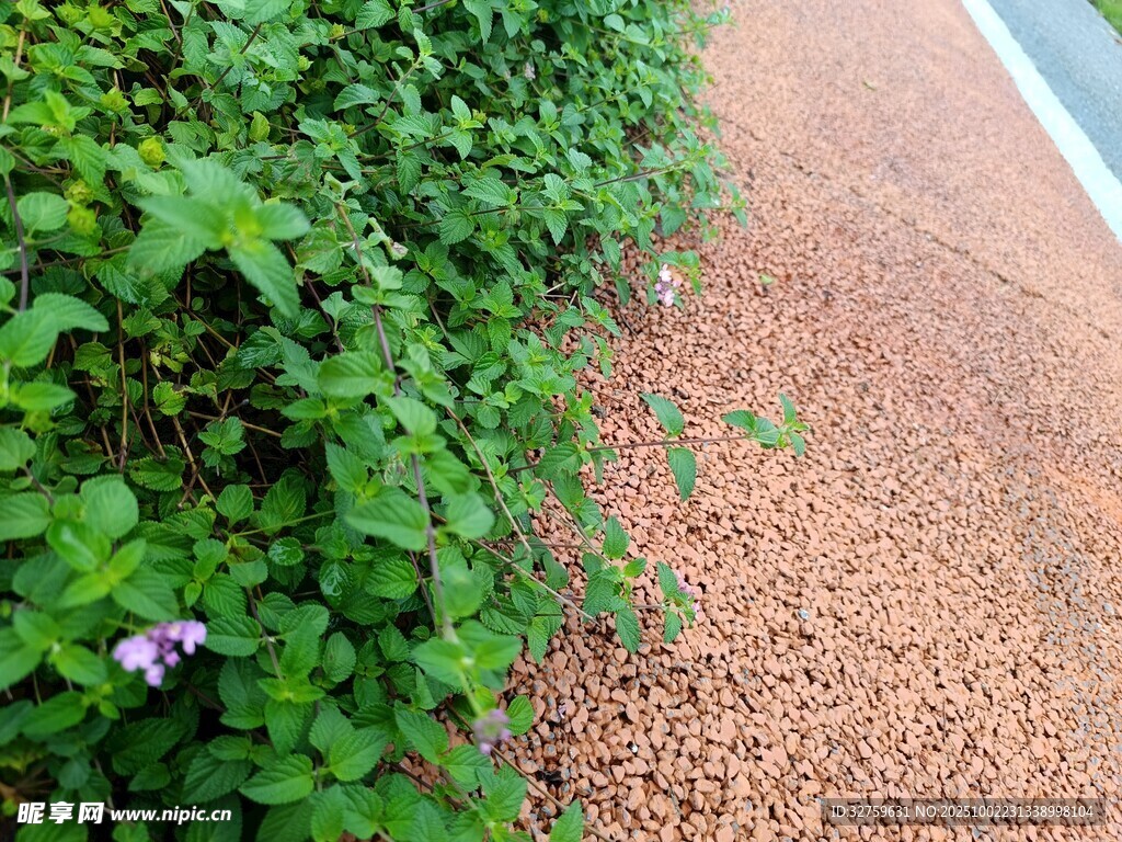 路邊綠植與紫色小花