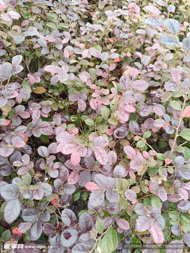 粉色斑斕的地被植物景觀