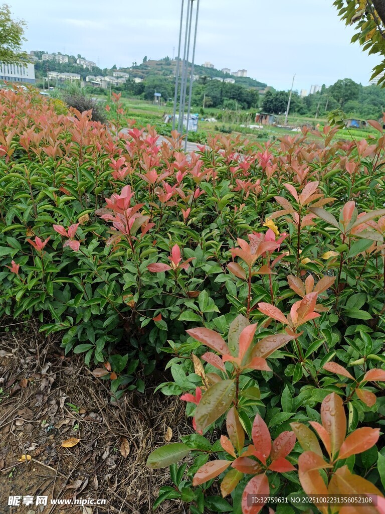 多彩灌木裝點美麗景觀