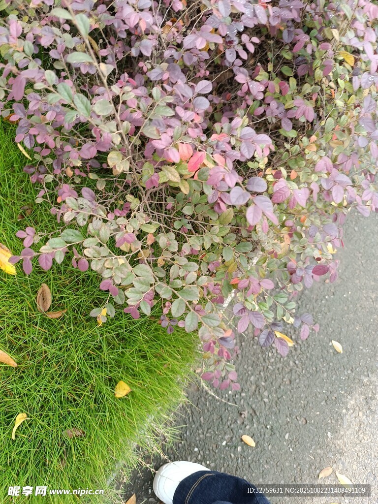 路邊多彩花卉與行人腳步