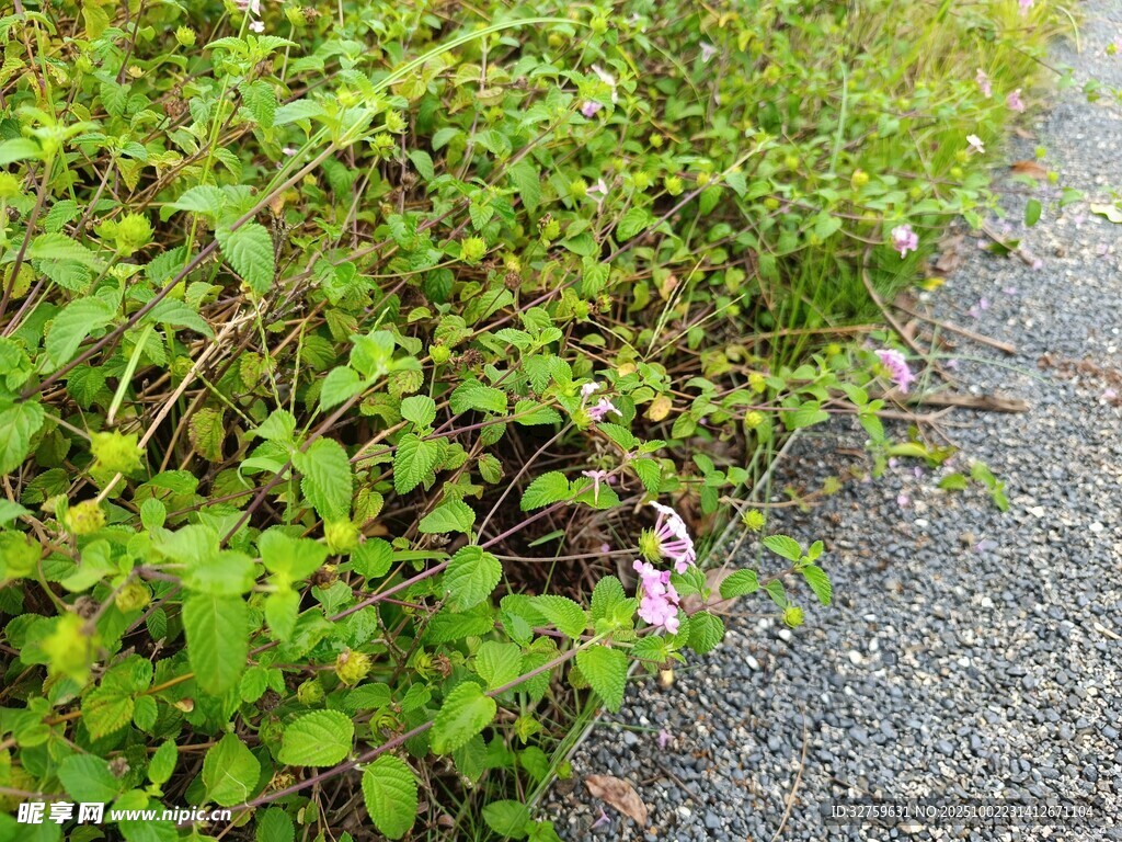 路邊翠綠植物與粉色小花