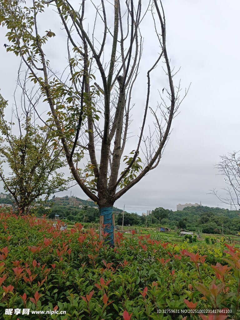 田野中光禿樹木與艷麗花草