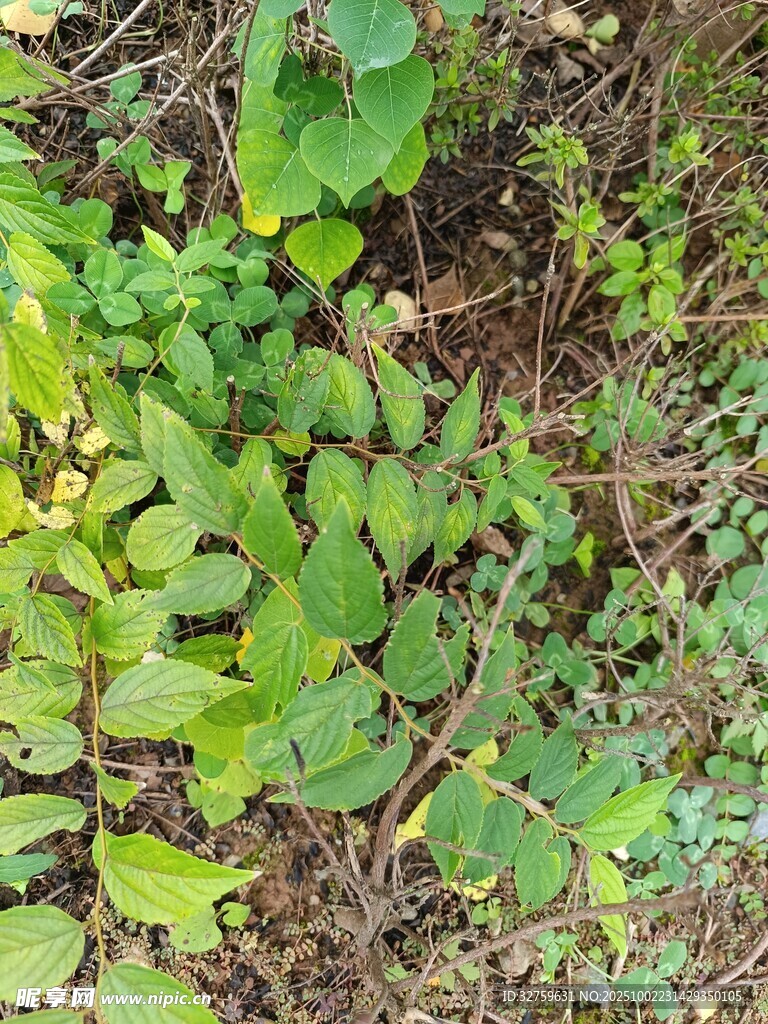 地面上的多樣綠色植物