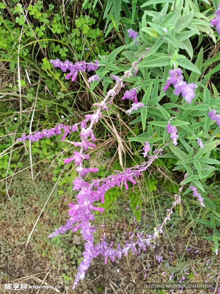 紫色穗狀野花綻放