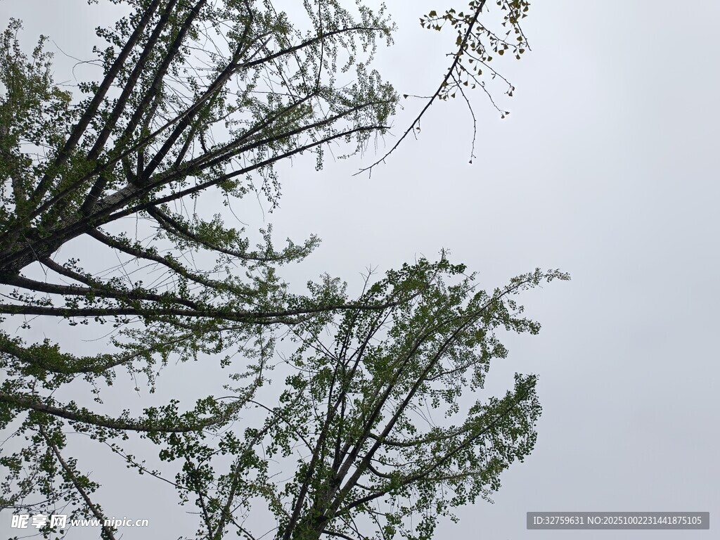 仰視樹枝與天空