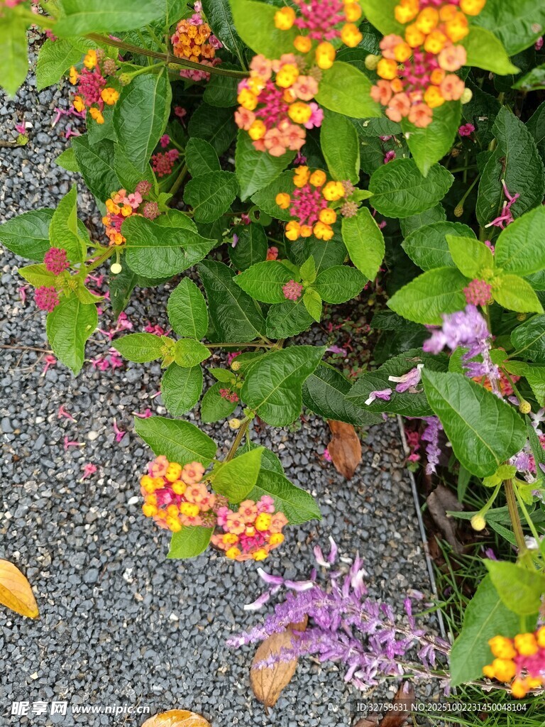 多彩花卉綻放于石旁