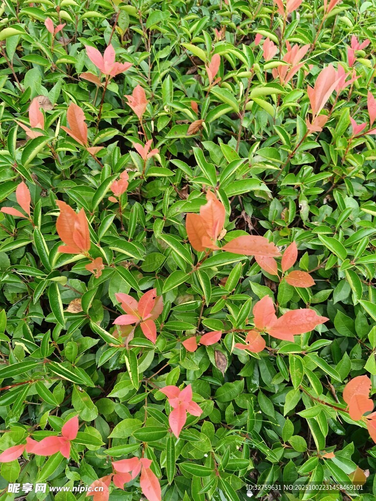 綠葉間的橙紅葉片景觀