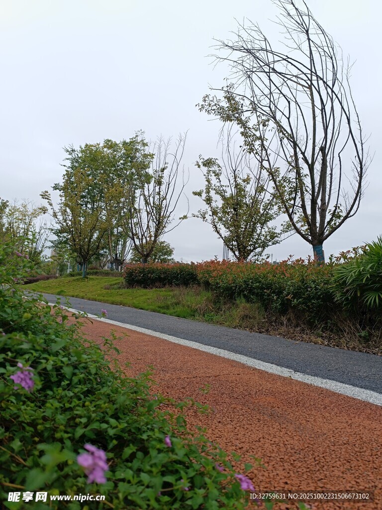 鄉(xiāng)村小路旁的植物景觀