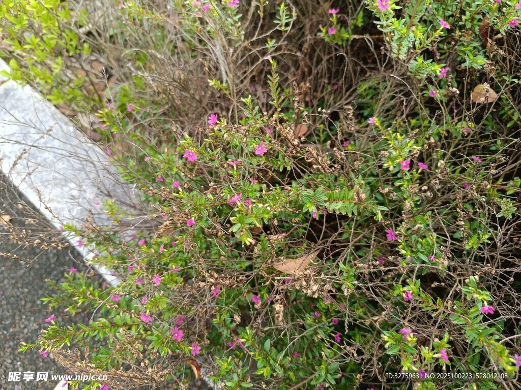 路邊繁茂綠植景象