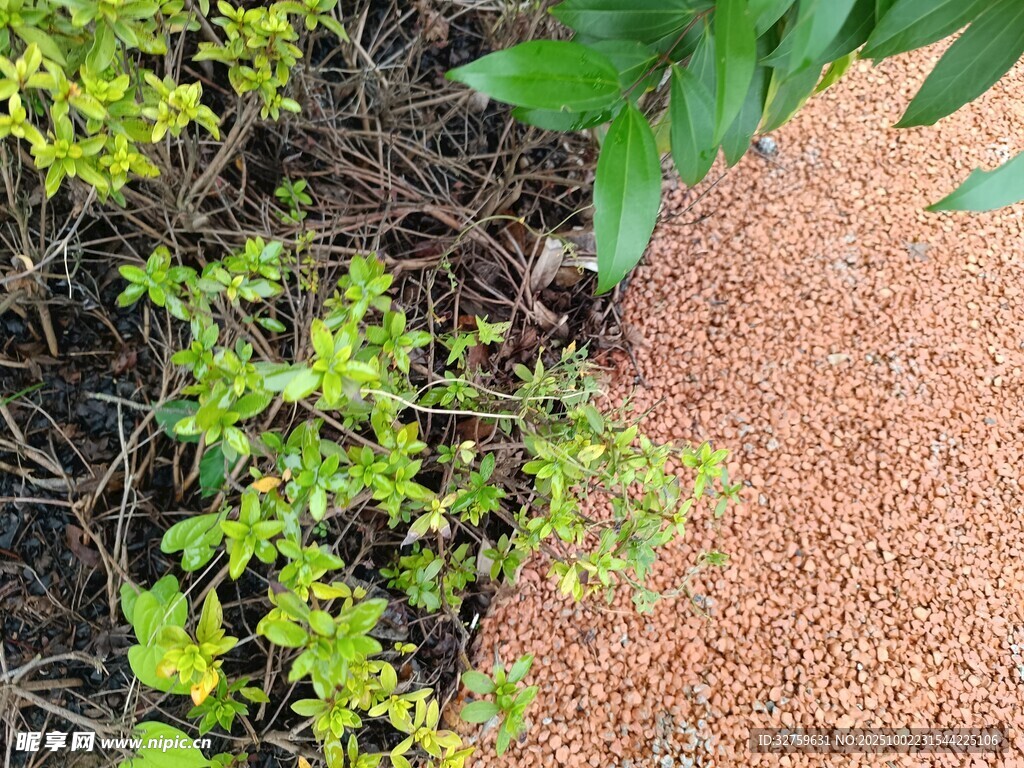 綠植與砂石的自然搭配